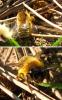 Andrena sp.